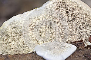 Trametes hirsuta, commonly known as hairy bracket or hairy turkey tail, is a fungal plant pathogen.