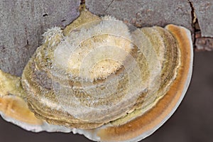 Trametes hirsuta, commonly known as hairy bracket or hairy turkey tail, is a fungal plant pathogen.