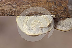 Trametes hirsuta, commonly known as hairy bracket or hairy turkey tail, is a fungal plant pathogen.