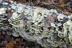 Trametes hirsuta fungus