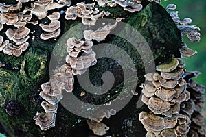 Trametes mushroom on green mossy tree trunk in the cloud forest in National Park, beautiful nature background