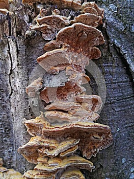 Trametes ochracea mushroom