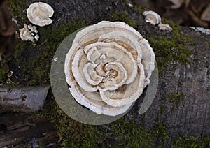 Trametes ochracea is a polyprotic fungus in the Polyporaceae family.