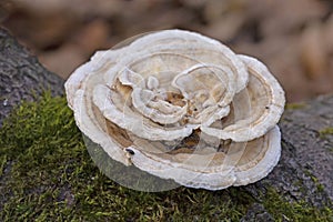 Trametes ochracea is a polyprotic fungus in the Polyporaceae family.