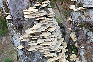 Trametes pubescens in autumn forest, trunk