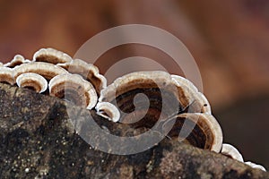 Trametes versicolor