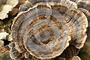 Trametes versicolor