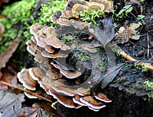 Trametes versicolor