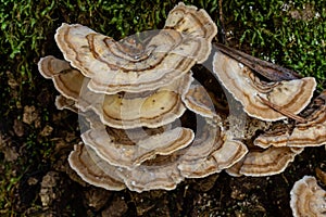 Trametes versicolor, also known as Polyporus versicolor, is a common polypore mushroom found throughout the world and also a well-
