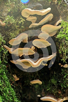 Trametes versicolor autumn mushroom growing on dead tree trunk