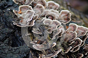 Trametes versicolor on branch