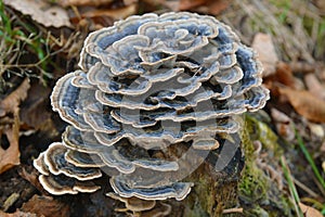 Trametes versicolor fungus