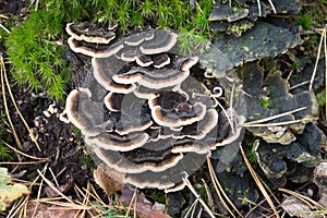 Trametes versicolor fungus on tree stump