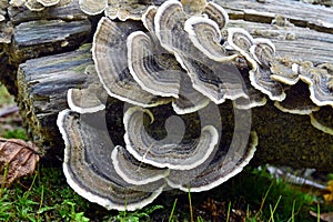 Trametes versicolor mushroom