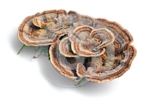 Trametes versicolor mushroom