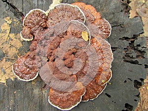 A Trametes versicolor mushroom