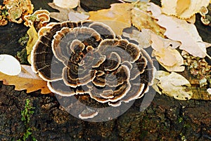 Trametes versicolor mushroom