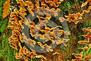 Trametes versicolor mushroom