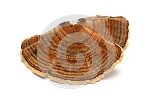 Trametes versicolor mushroom