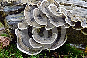 Trametes versicolor mushroom photo