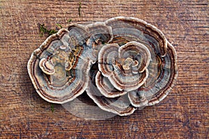 Trametes versicolor fungus photo