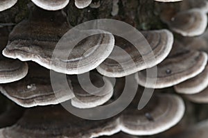 Trametes versicolor mushrooms photo