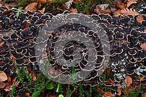 Trametes versicolor mushroom on a dry beech trunk