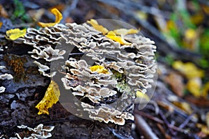 Trametes versicolor mushroom on the old stump