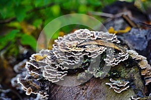 Trametes versicolor mushroom on the old tree