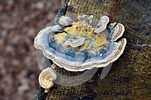 Trametes versicolor mushroom photo