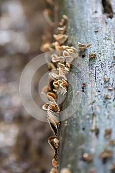 Trametes versicolor mushroom turkey tail