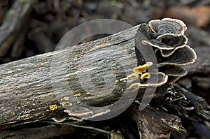 Trametes versicolor mushrooms