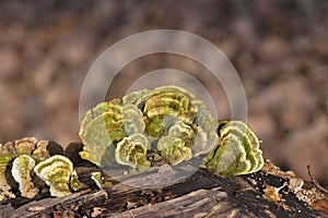 Trametes versicolor, often called the turkey tail is one of the most common mushrooms