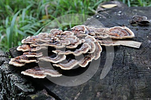 Trametes versicolor, the polypore mushroom