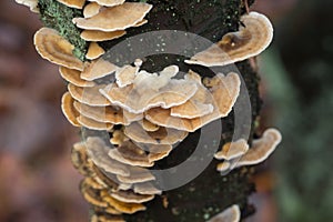 Trametes versicolor polypore mushrum closeup selective focus photo