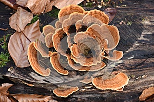 Trametes versicolor on a tree trunk