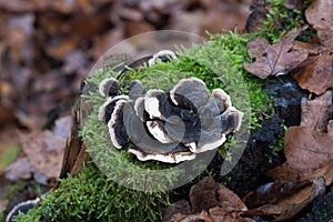 Trametes versicolor, turkey tail mushroom close up selective focus