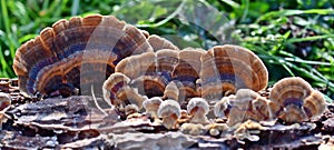 Trametes versicolor, Turkey Tail Mushrooms, common polypore mushroom