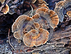 Trametes versicolor, Turkey Tail Mushrooms, common polypore mushroom