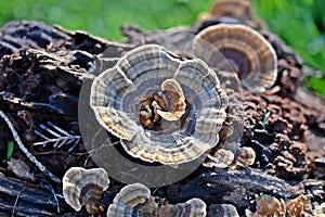 Trametes versicolor, Turkey Tail Mushrooms, common polypore mushroom photo