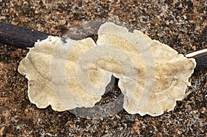 Trametes Villosa Mushroom