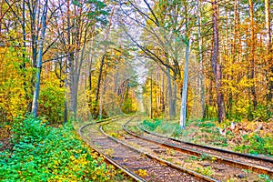 The popular forest resort in Kyiv, Ukraine photo