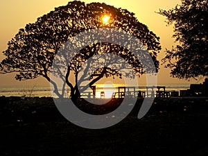 tramonto con alberi in controluce photo