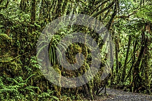 Tramp trail to Fox Glacier