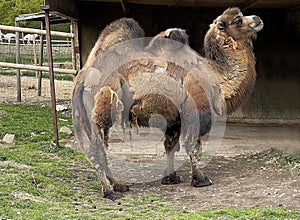Trampeltier, Camelus bactrianus
