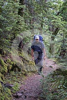 tramper in a beech forest photo