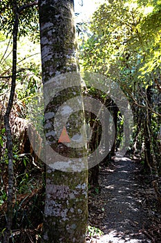 A tramping track in Hunua Ranges, with track marker