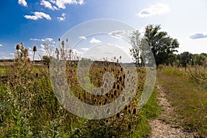 trample path in the wilderness with dry thistle at the edge