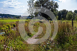 trample path in the wilderness with dry thistle at the edge