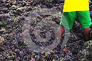 trampling of grapes according to the old traditional method in a cement barrel ica peru